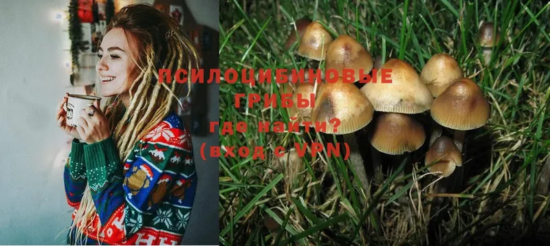 Псилоцибиновые грибы Psilocybe  Белебей 